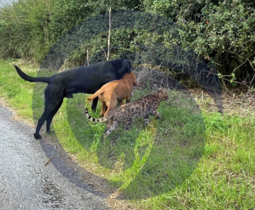 Labrador puppy with a black Labrador and kitten